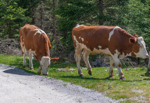 Cows farming grazing. Cows on alpine meadow. Graze pasture grass. Grazing on farm. Cows herd on farm field. Cow at meadow. Cow herd grazing at farming pasture in green field. Graze in pasture
