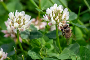 Macro close-up of a honeybee gathering nectar and pollen on a blooming white clover flower in a green meadow. Ideal photo for beekeeping, honey production, crop pollination, biodiversity © Olga Lyubochkina