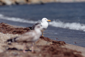 A lone seagull stands on a seaweed-strewn sandy shore as gentle ocean waves roll in, with a blurred juvenile gull in the foreground creating a calm, natural coastal wildlife scene. © Loginova