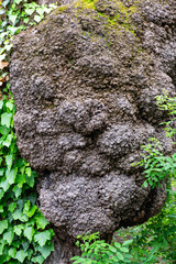 Unique macro view of a massive gnarled tree burl with moss and ivy, creating a striking pareidolia effect like a wise old man's face or forest spirit. For mythology, nature wisdom, Celtic lore © Olga Lyubochkina