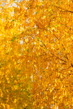 Yellow leaves on forest tree. Nature fall season. Peaceful nature. Autumn leaf natural foliage. Autumn nature. Yellow leaves on sunny weather. Seasonal autumnal tree. Autumn yellow leaves