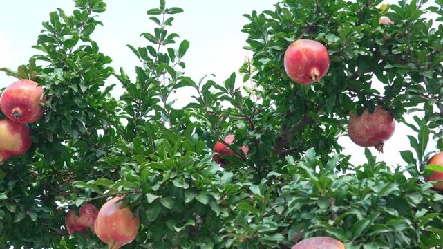 Ripe Pomegranates Hanging on Tree Branches