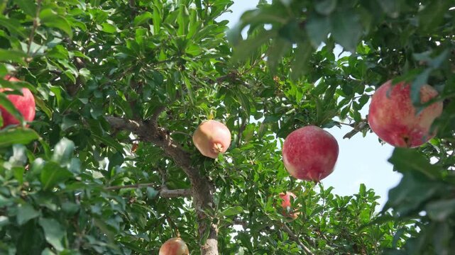 Ripe Pomegranates Hanging on Tree Branches