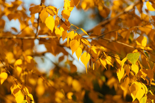 Autumn leaf natural foliage. Autumn nature. Yellow leaves on sunny weather. Seasonal autumnal tree. Autumn yellow leaves. Yellow leaves on forest tree. Nature fall season. Fall season forest