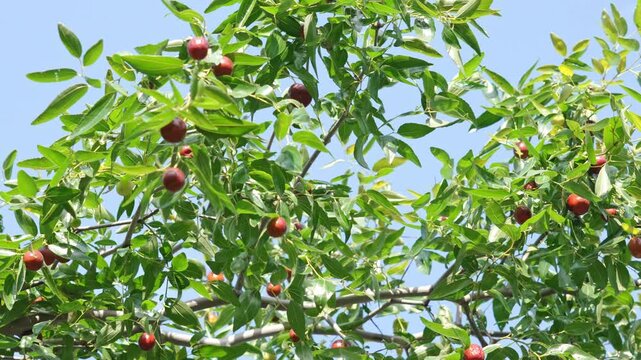 Ripe jujube fruits hanging on jujube tree under clear blue sky