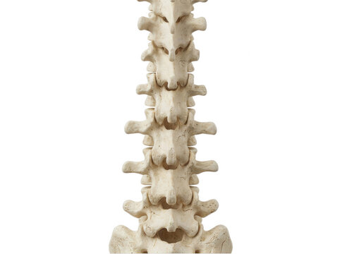Human lumbar spine vertebrae alignment isolated on transparent background showing lower back bone structure