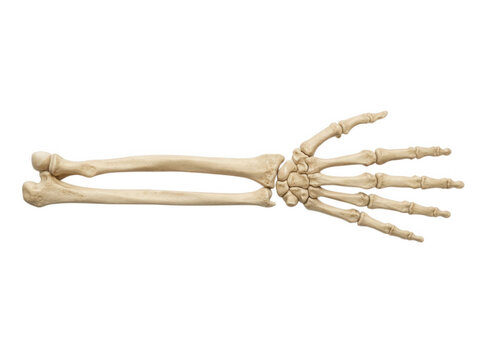 Human arm bones and hand skeleton in horizontal layout isolated on transparent background