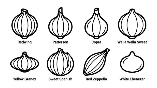 Onion Varieties Collection: A visually appealing infographic showcasing eight distinct varieties of onions, each labeled with its name and illustrated in a clean, stylized line art format.