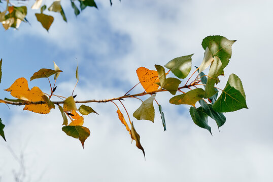 Delicate autumn leaves cling to a slender branch as green turns to golden yellow against a soft blue sky, capturing early fall transition, seasonal change, and natural serenity in close-up detail.