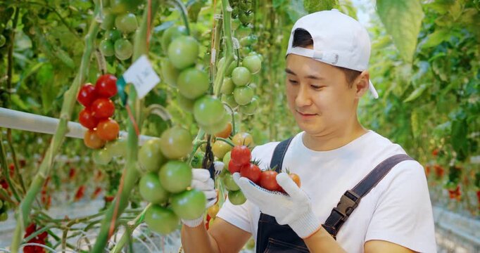 Greenhouse worker harvesting ripe tomatoes from plants. Agricultural worker picking fresh tomato crop in a greenhouse for food production.
