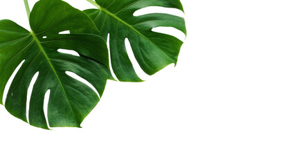Two large green monstera deliciosa leaves, isolated on transparent background © PNGera