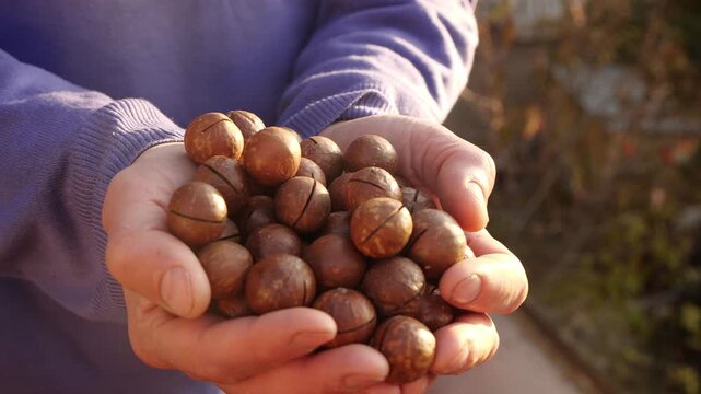 The macadamia nut harvest is in the farmer&rsquo;s hands. Hands Presenting Fresh Farm Produce. Farm Life
