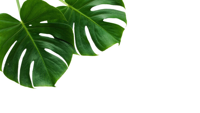Two large green monstera deliciosa leaves, isolated on transparent background