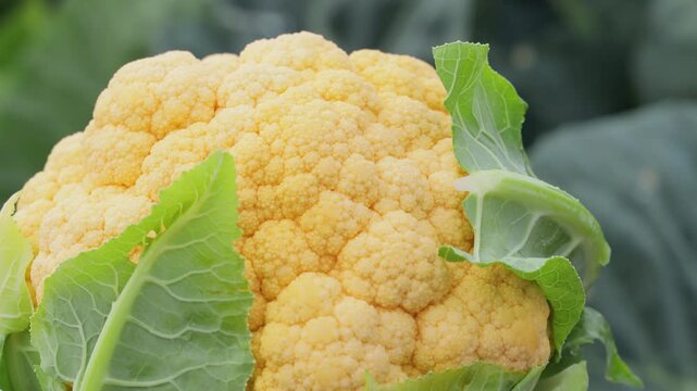 Close-up premium quality colorful cauliflowers displayed after harvest