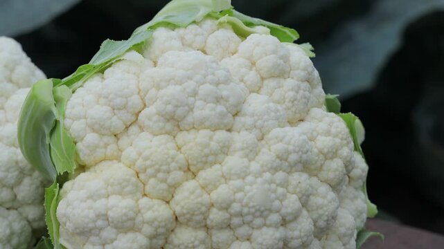 Close-up of premium quality fresh cauliflower curd