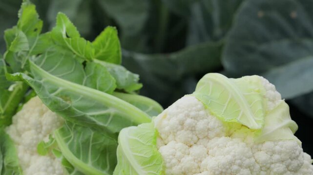 Close-up of premium quality fresh cauliflower curd
