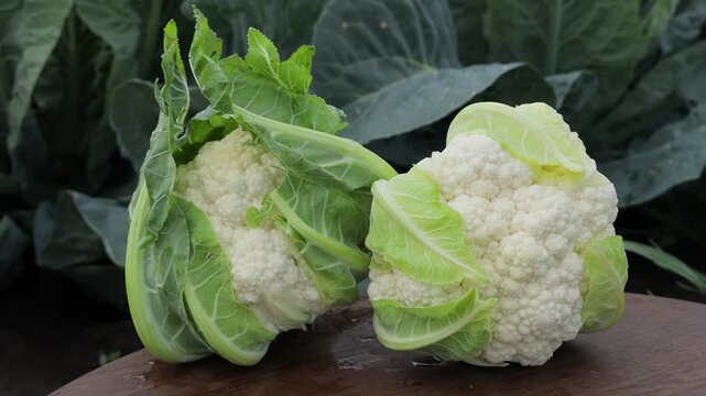 Premium quality fresh cauliflowers displayed after harvest