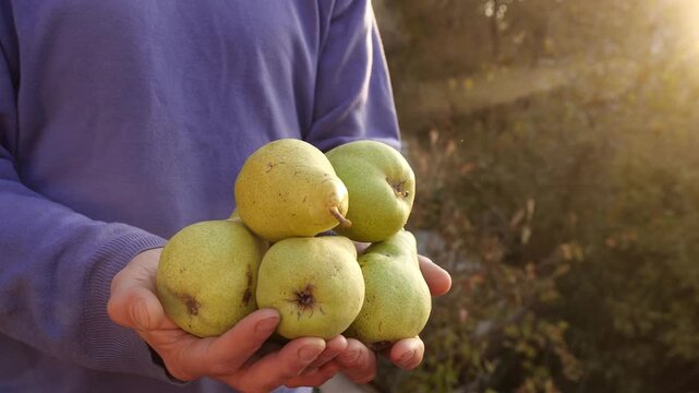 Farmer Hands Holding Pears Harvest. Agricultural Work