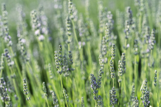 Lavender Spikes in Fresh Green Garden Light