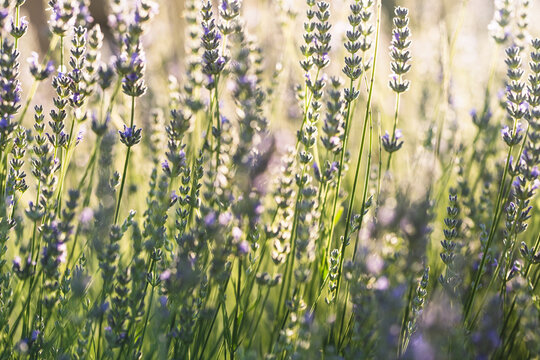 Sunlit Lavender Meadow in Soft Golden Light