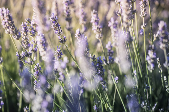 Lavender Meadow Flowers in Soft Natural Light