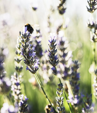 Bumblebee on Lavender Flowers in Green Bokeh