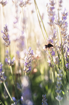 Bumblebee Among Lavender Flowers in Soft Sunlight