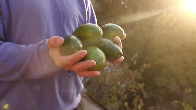 Fresh Avocados in Farmer's Hands