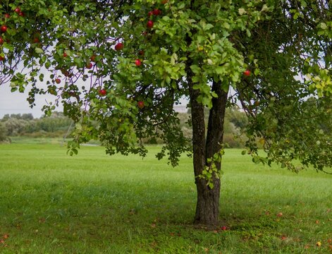 Old Apple Tree Growing in a Peaceful Countryside Orchard Field - Idyllic Rural Landscape with a Ripe Apple Tree in a Green Meadow