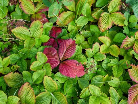 Strawberry Plant Leaves Turning Red in Autumn Due to Cold Stress and Nutrient Deficiency - signs of Phosphorus Deficiency and Seasonal Cold Stress on Strawberry Foliage