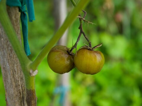 Close-Up Detail of Late Blight (Phytophthora infestans) Infection on Unripe Tomato Fruit and Plant Stem