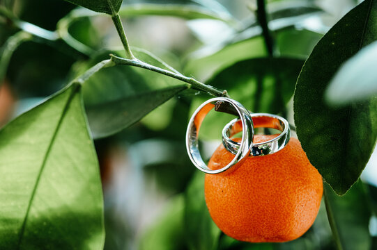 Two silver wedding rings rest on a ripe mandarin orange hanging from a leafy citrus branch, evoking romance, natural beauty, vows and eco-friendly wedding or engagement symbolism.
