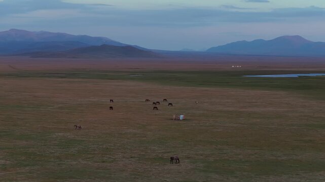 Aerial view of horses grazing at Song Kol Yurt Camp, Kyrgyzstan.