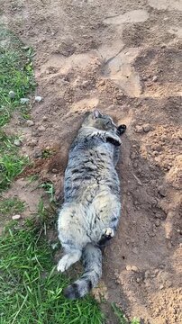 Grey tabby cat rolls on its back on a patch of sand next to grass