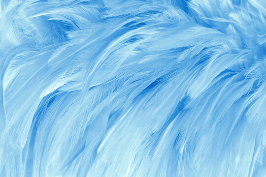 Beautiful blue pastel bird feathers pattern texture background.