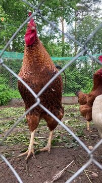 Brown rooster stands in a wire enclosure, turning its head
