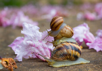 Three snails stacked on top of each other on a stone surface, surrounded by delicate pink flowers, creating a whimsical close-up scene in nature. © Serhii