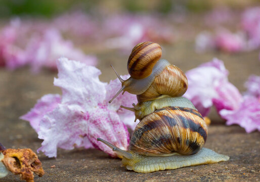 Three snails stacked on top of each other on a stone surface, surrounded by delicate pink flowers, creating a whimsical close-up scene in nature.