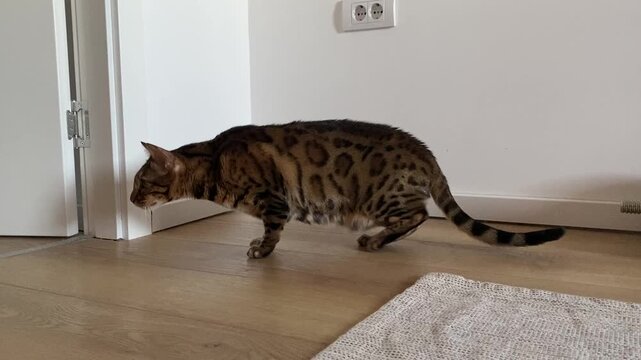 Bengal cat walks and sniffs the floor inside a modern home before crouching down