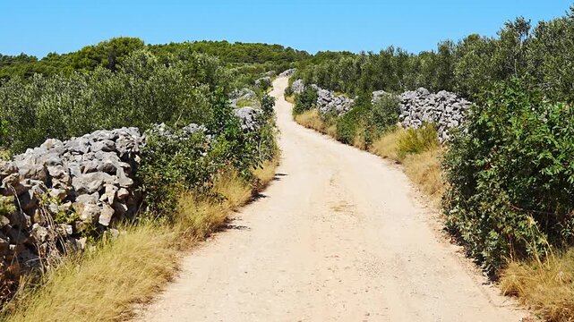 Dirt road winding through olive trees and stone walls under a clear blue sky in a rural landscape next to Gornje Selo, Croatia