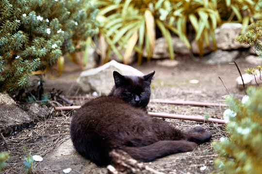 black cat lounges on a stone path in a sunlit garden surrounded by shrubs, rocks and dry leaves, conveying calm, curiosity and the quiet charm of outdoor feline life.
