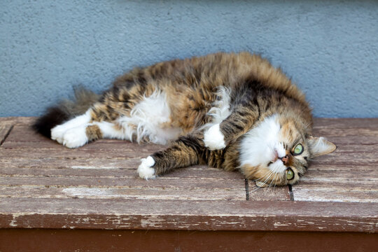 Long haired Norwegian Forest cat
