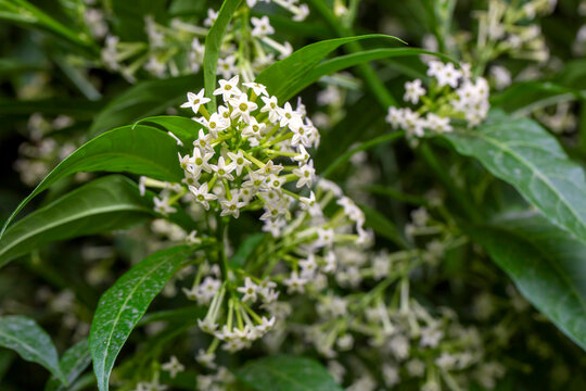 Cestrum nocturnum or Night Blooming Jasmine, the plant wich have scent in the night