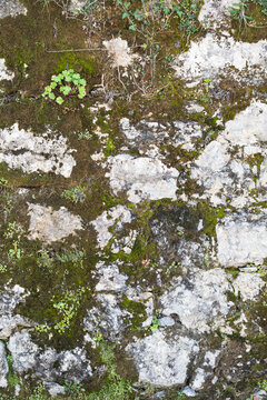 Moss Covered Stone Wall Texture With Small Wild Plants