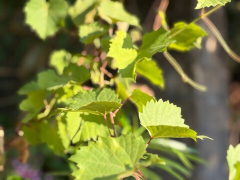 Close up view photography of fresh green grapevine leaves on vine in sunny garden. Natural organic grape leaf foliage background template for agriculture banner, poster, and wallpaper.