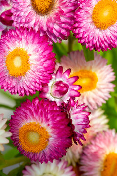 Achimenes is a genus of plants belonging to the Gesneriaceae family. Xerochrysum bracteatum flower.