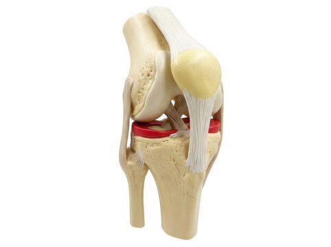 Human knee joint anatomy model with ligaments and meniscus isolated transparent