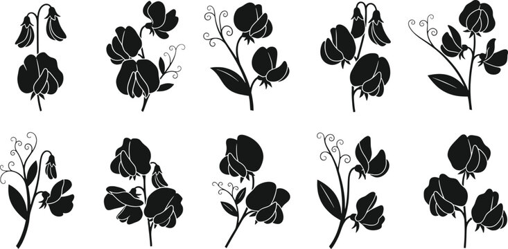 Sweet pea flower silhouette vector set, botanical bloom icons, floral artwork collection, decorative garden graphics, nature illustration design symbols