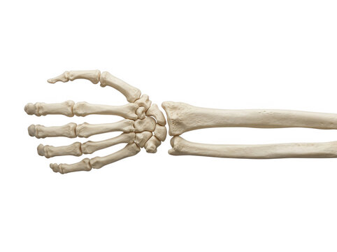 Human hand bones and wrist anatomy isolated on transparent background for medical study and orthopedic research
