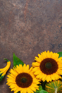 Sunflowers with autumn gourds on dark background, flat lay copy space